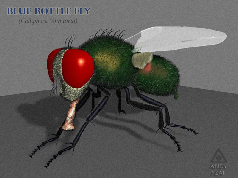 3d Fly